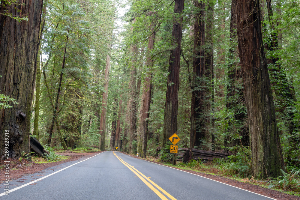 Avenue of the Giants highway with redwood trees on either side