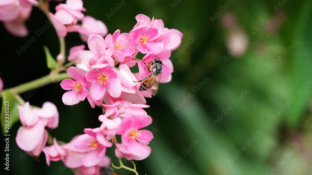 Honey bees eating nectar of Mexican creeper Honey bees eating nectar of Mexican creeper