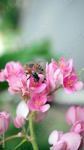 Honey bees eating nectar of Mexican creeper