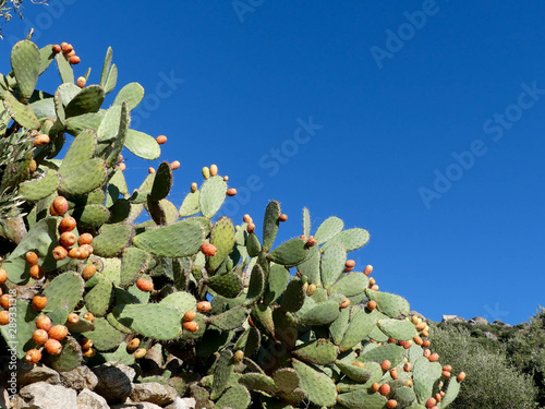 Photos figues de barbarie