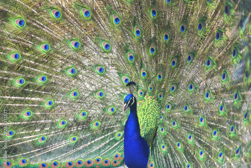 Obraz premium Close up portrait of an adult male peacock showing his colorful feathers