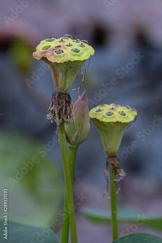 Close-up of lotus seed pods