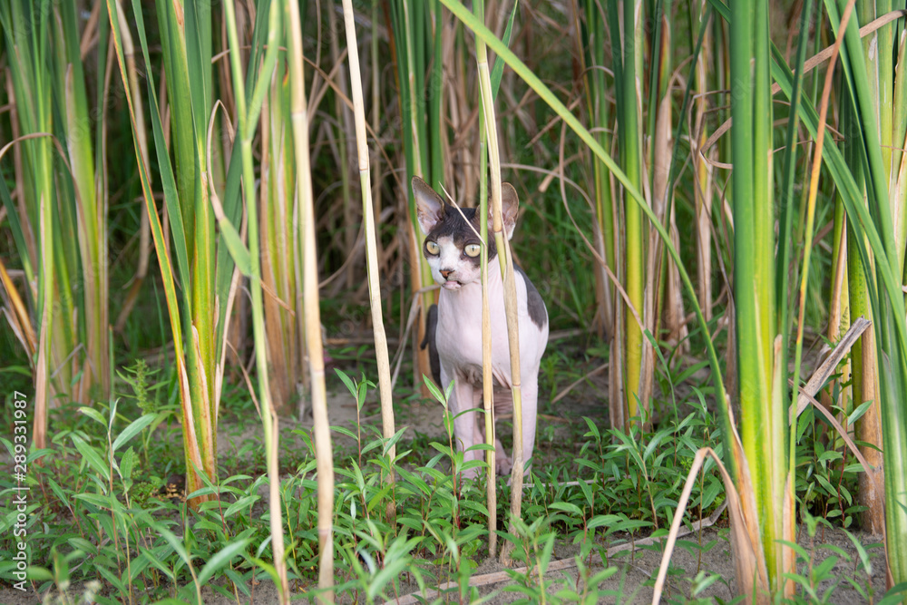 Obraz premium Sphynx cat sits in the reeds in nature during a walk on a summer day.
