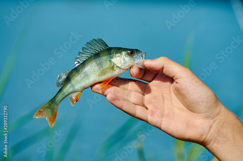 A freshwater small perch in the hand of a fisherman. Spinning, sport fishing. The concept of outdoor activities.