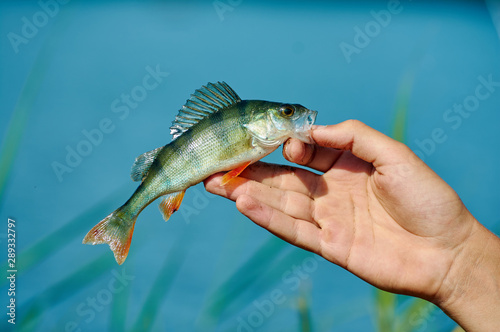 A freshwater small perch in the hand of a fisherman. Spinning, sport fishing. The concept of outdoor activities.