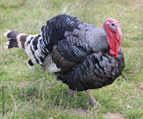 fat black turkey with red snood