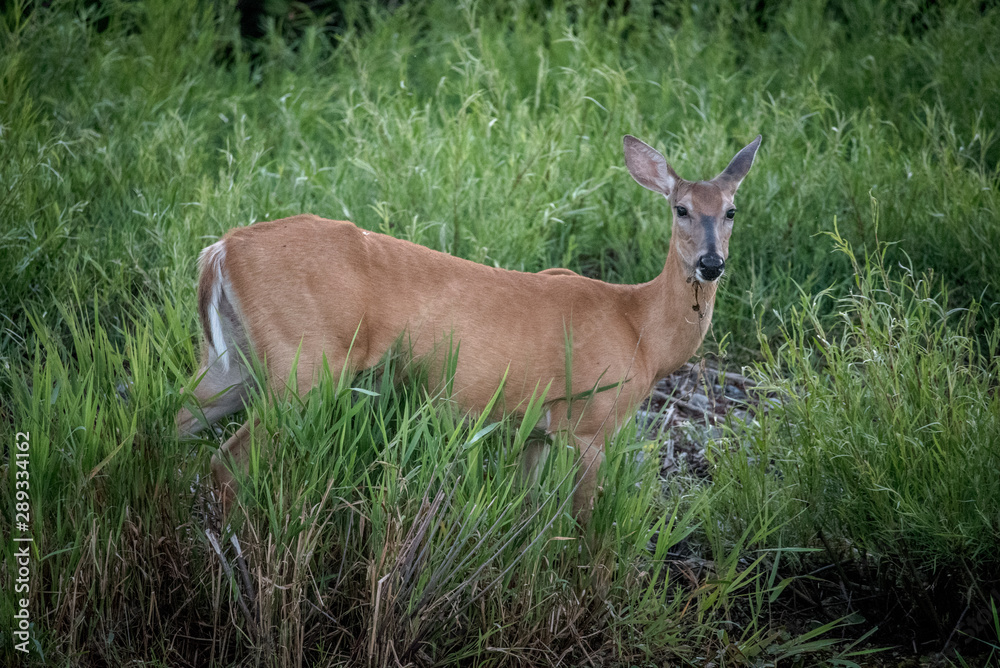 deer in tall grass by water deer in tall grass by water