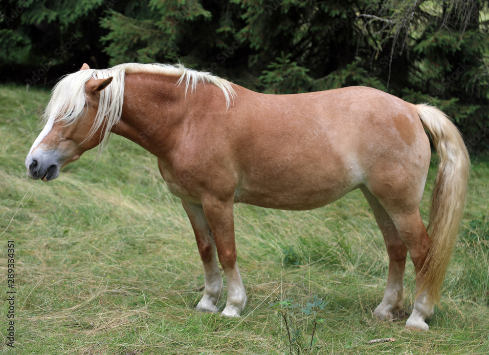 brown horse with hair on the eyes brown horse with hair on the eyes