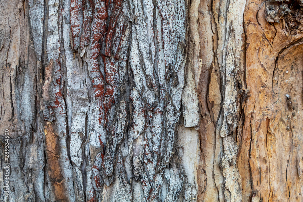 Fototapeta premium Closeup Tree Bark Texture For Background or Overlay 