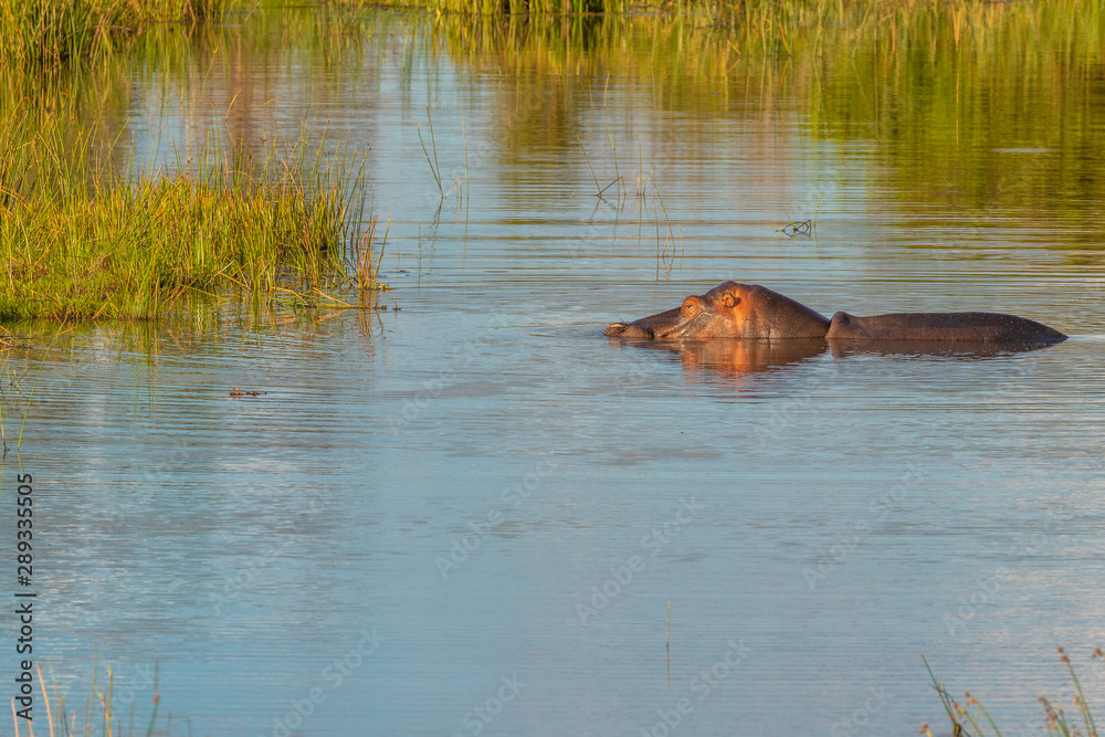 Fototapeta premium The common hippopotamus (Hippopotamus amphibius) at sunset, Welgevonden Game Reserve, South Africa.