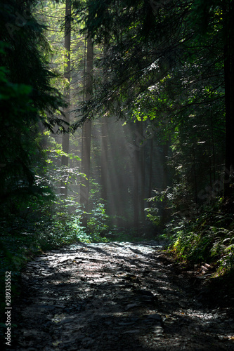 Fototapeta Naklejka Na Ścianę i Meble -  sunlight through fog and trees in the green forest