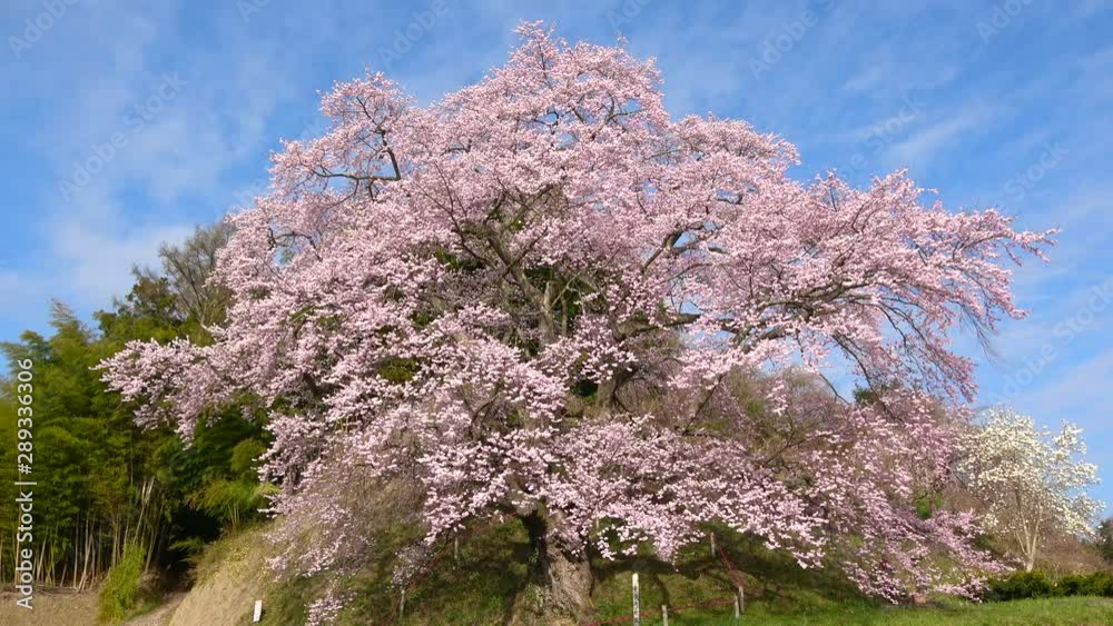 是哉寺地蔵桜(福島県・田村市) 是哉寺地蔵桜(福島県・田村市)