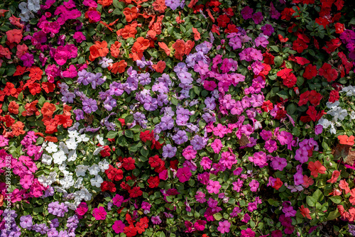 Fototapeta Naklejka Na Ścianę i Meble -  flower bed