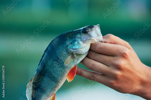 Caught trophy fish perch in the hand of a fisherman. Spinning sport fishing. Catch & release. The concept of outdoor activities.