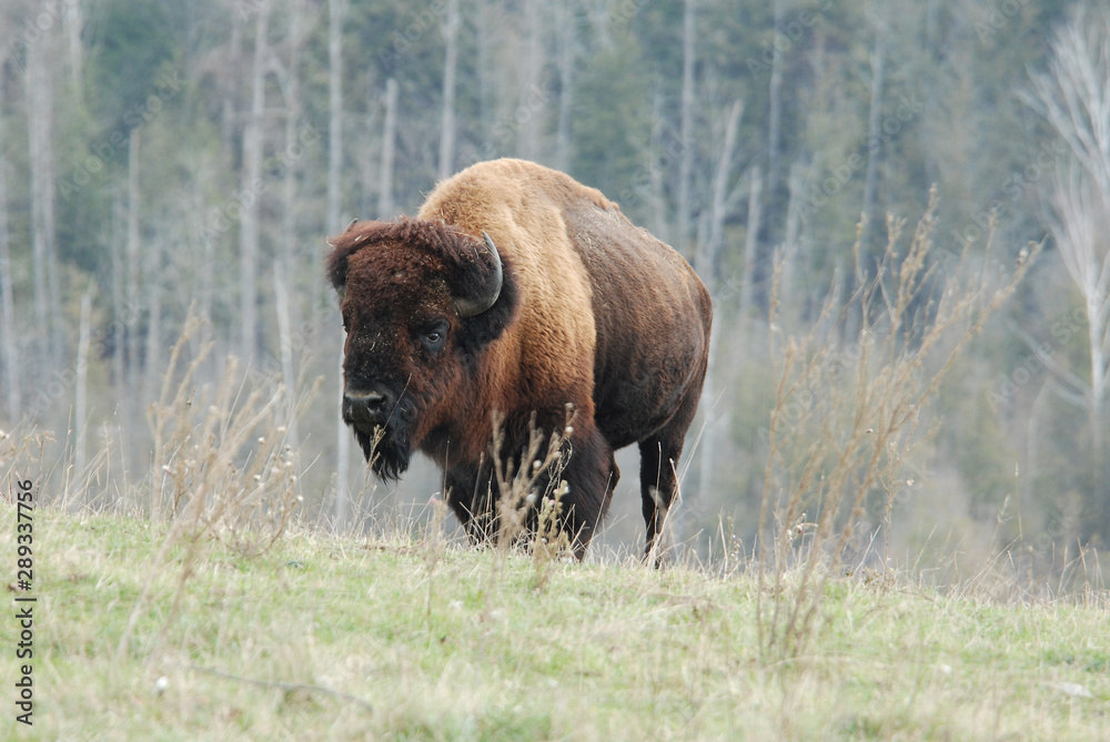 A Plains Bison Bull walking Along a Woodlot A Plains Bison Bull walking Along a Woodlot