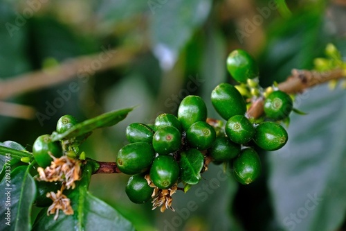 Fresh organic green coffee cherries, raw coffee berries on coffee tree.