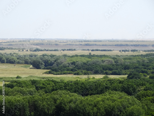 Forest in a mountain valley