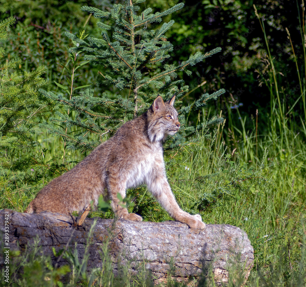 Canadian Lynx in Montana Canadian Lynx in Montana