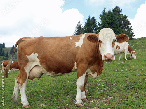 brown and white cow in the moutanin © ChiccoDodiFC