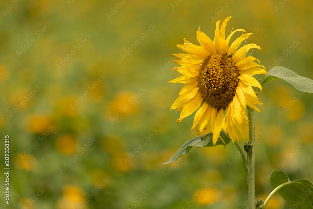 girasol 01 girasol 01