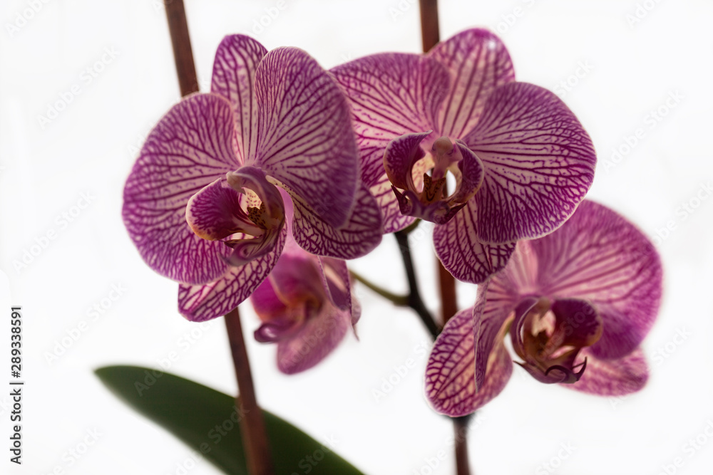 orchid on white background orchid on white background