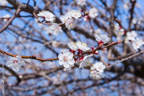 branch of flowering cherry tree. spring. photo