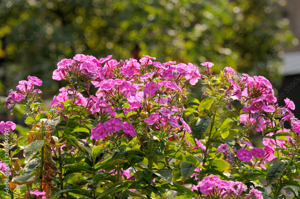 Fototapeta premium Crape Myrtle tree flowers, blooms. Pink. Spring, summer. stock photo