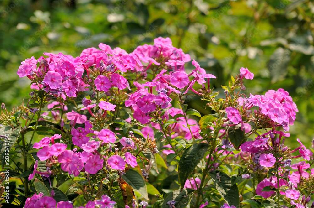 Crape Myrtle tree flowers, blooms. Pink. Spring, summer. stock photo Crape Myrtle tree flowers, blooms. Pink. Spring, summer. stock photo