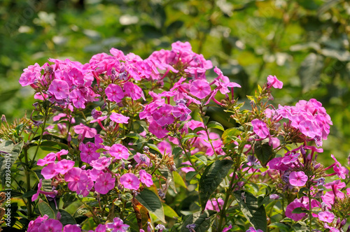 Crape Myrtle tree flowers, blooms. Pink. Spring, summer. stock photo