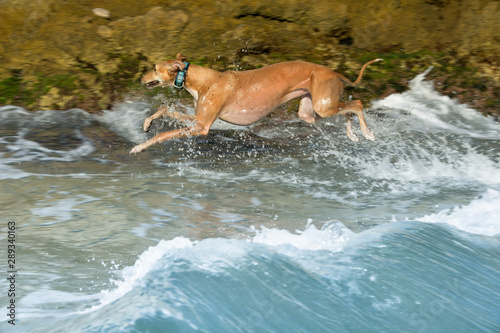 Funny dog running on the beach