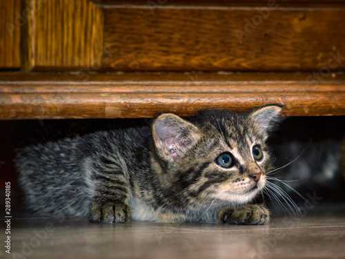 Kitten sticks out from under the dresser