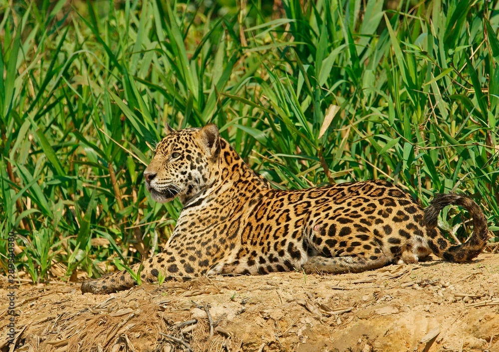 Jaguar (Panthera onca), male, lying on riverbank, Pantanal, Mato Grosso, Brazil, South America Jaguar (Panthera onca), male, lying on riverbank, Pantanal, Mato Grosso, Brazil, South America
