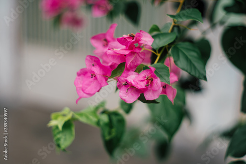 pink booming bougainvillea flowers background