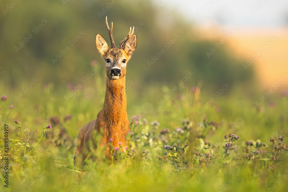 Roe deer, capreolus capreolus, buck watching alerted at sunrise in summer. Wild mammal wet from moisture in tranquil wilderness.