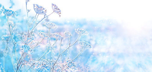 beautiful gentle winter landscape. frozen grass on natural snowy background. winter season, cold frosty weather. new year and Christmas holiday concept. copy space