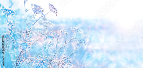 beautiful gentle winter landscape. frozen grass on natural snowy background. winter season, cold frosty weather. new year and Christmas holiday concept. copy space photo