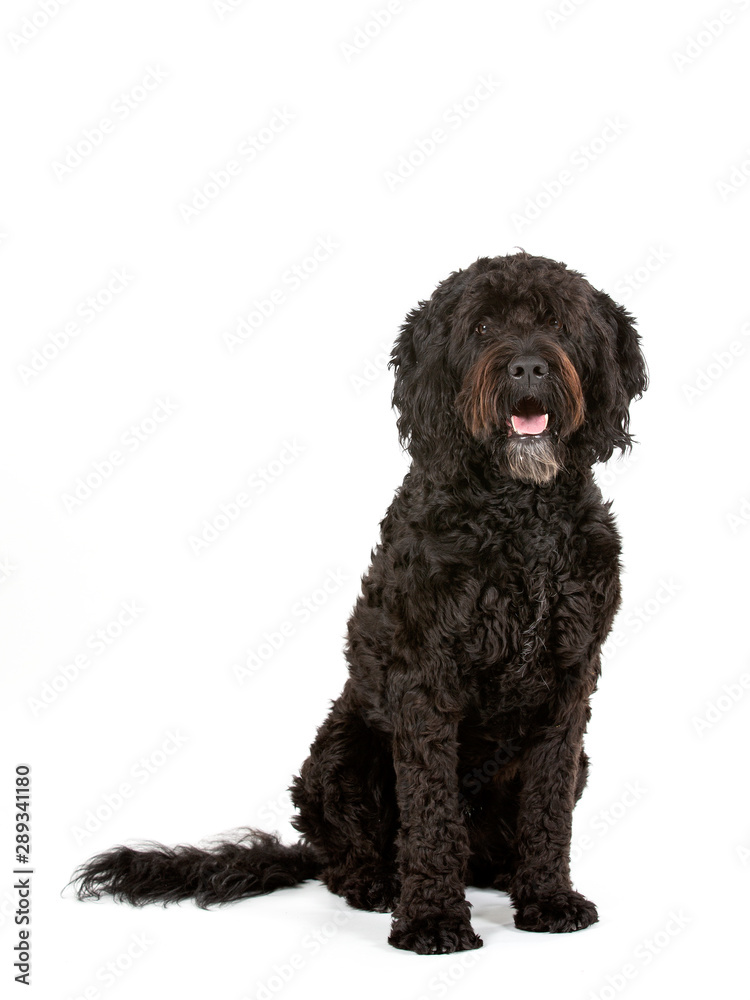 Barbet dog portrait isolated on white. Copy space. cut out on white background.
