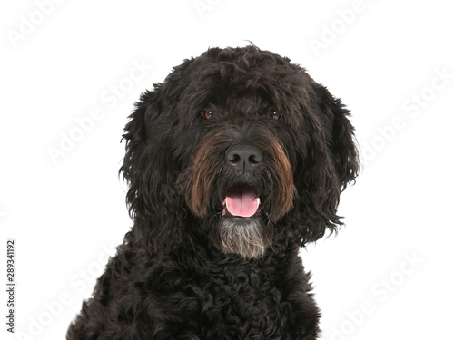 Barbet dog portrait isolated on white. Copy space. cut out on white background. photo