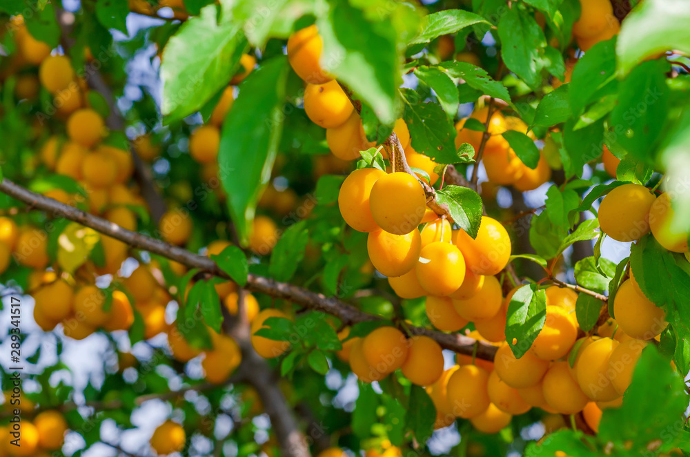 Yellow cherry plum berries on branches among green leaves.