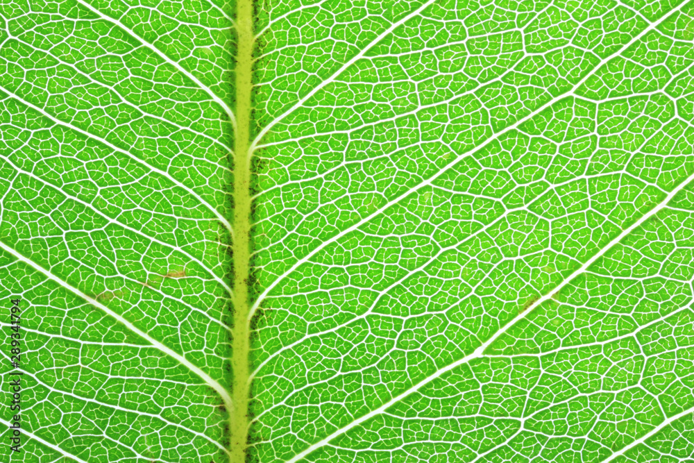 texture of green leaf texture of green leaf
