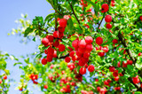 Red berry cherry plum on branches among green leaves.