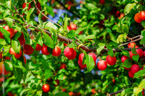 Red berry cherry plum on branches among green leaves. Harvest, healthy nutrition.