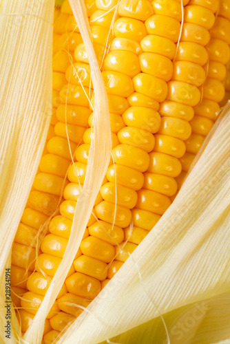 cob with ripe and fresh corn grains in the foreground photo