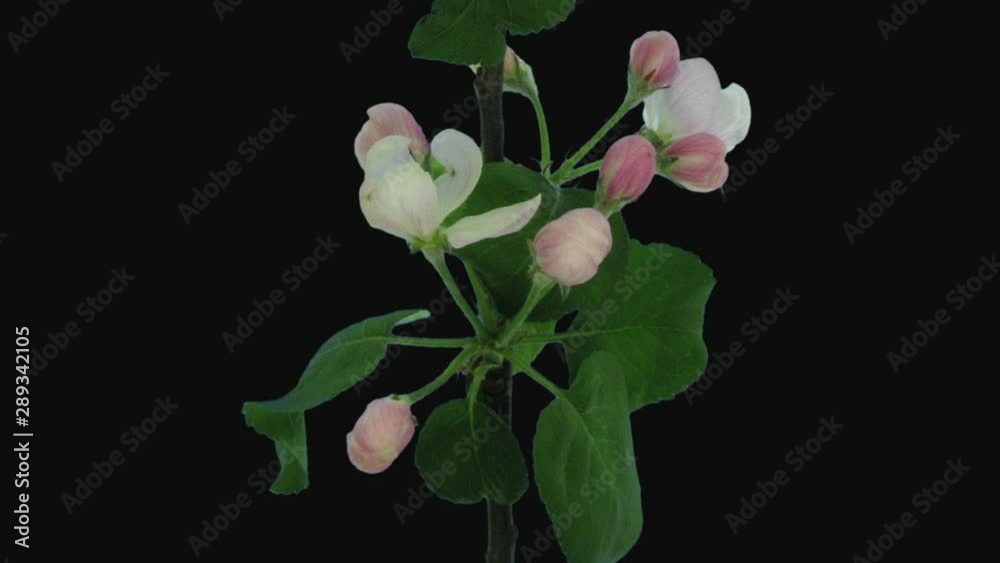 Time-lapse of blooming apple branch 12g3 in RGB + ALPHA matte format isolated on black background Time-lapse of blooming apple branch 12g3 in RGB + ALPHA matte format isolated on black background