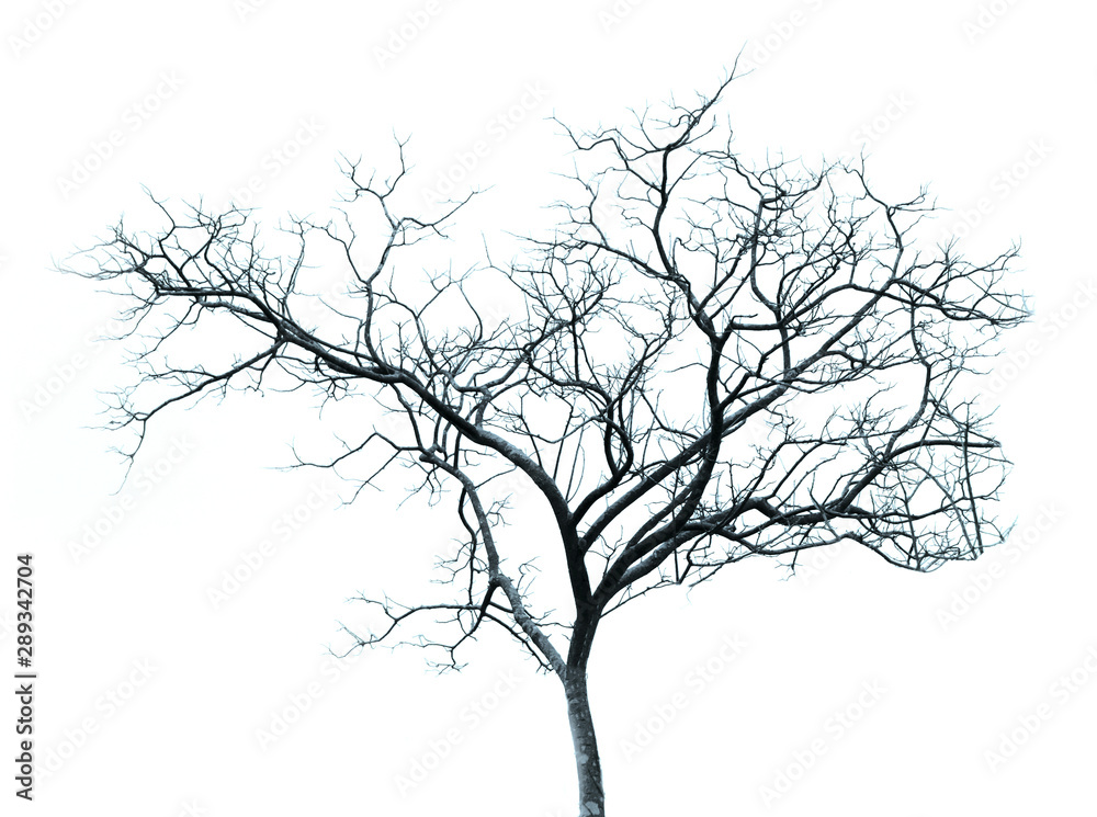 The nearly dead leafless tree for halloween usage The nearly dead leafless tree for halloween usage