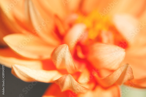 Dahlia flower close-up. Beautiful floral background in trendy orange tones. Copy space.