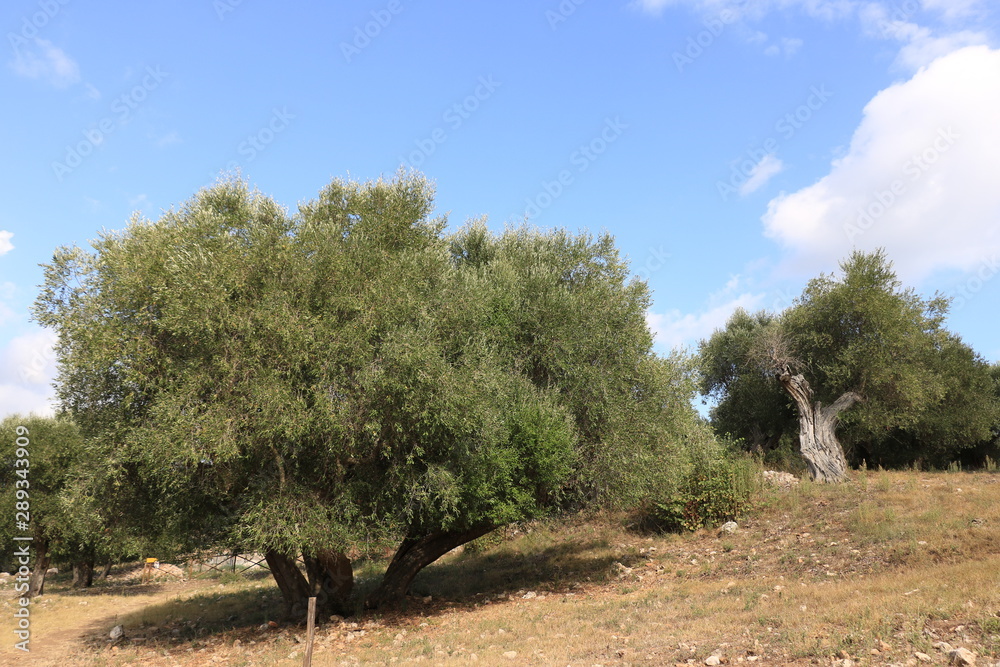 Archaeological park of the ancient Etruscan and Roman city of Cosa, near Grosseto in Tuscany. Archaeological park of the ancient Etruscan and Roman city of Cosa, near Grosseto in Tuscany.