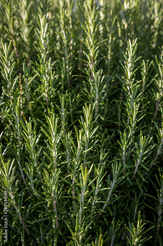 A full frame photograph of a rosemary bush, with a shallow depth of field