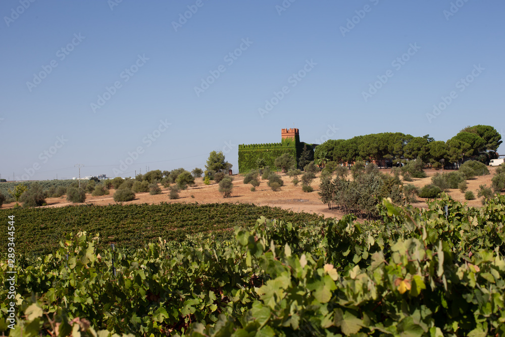wine yard area grapevine
