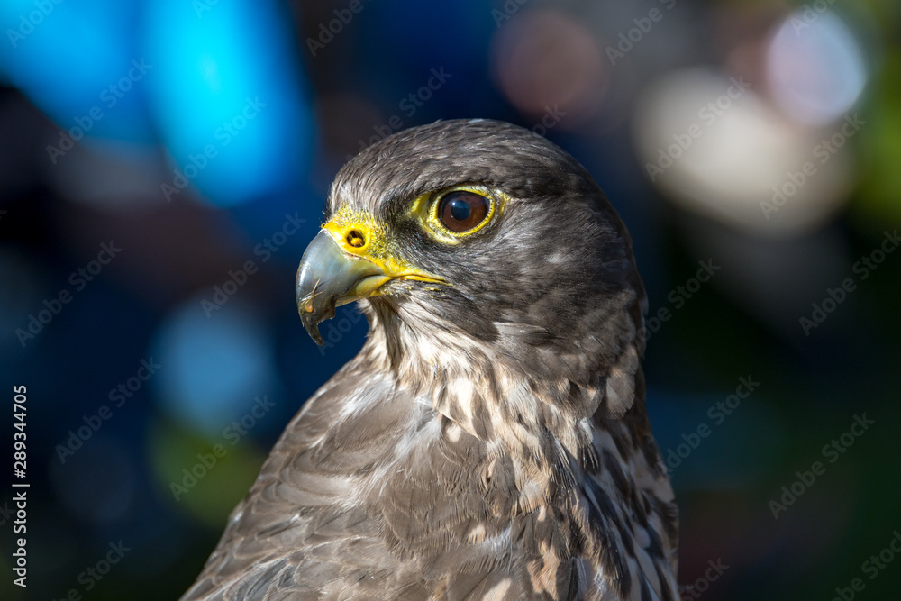 Obraz premium Gerfalke